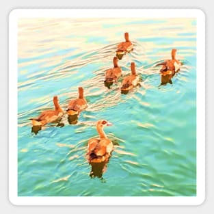 Ducks in the water,  duck, ducks,. swan, swans, sea, beach, summer, blue, bird, birds, swan, swans, spring, Magnet